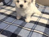 Anne Altından Maltese Terrier