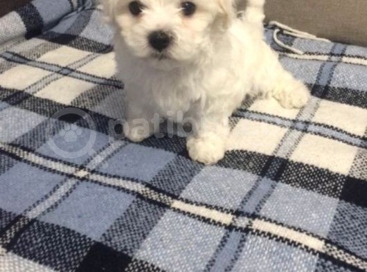 Anne Altından Maltese Terrier görsel