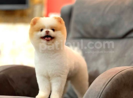 Party Color Pomeranian Boo