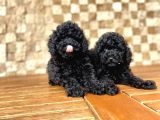 Toy Poodle Yavrular