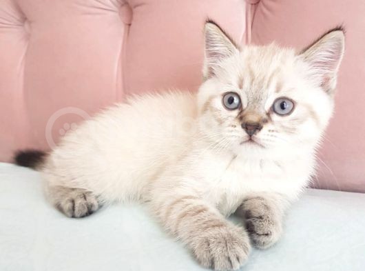 2,5 Aylık Orijinal görsel