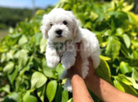 Safkan Maltipoo Yavrularımız görsel
