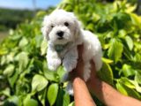 Orijinal Maltipoo Yavrularımız