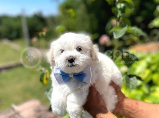 Safkan Maltipoo Yavrularımız görsel