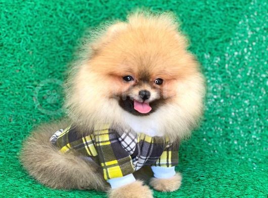 Küçük Boy Pomeranian Yavrularımız görsel