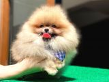 Küçük Boy Pomeranian Yavrularımız