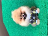 Küçük Boy Pomeranian Yavrularımız