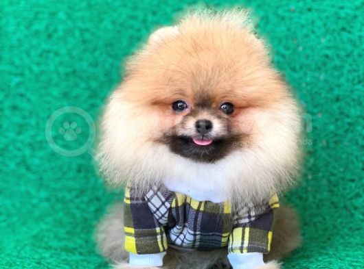 Safkan Pomeranian Boo Yavrularımız görsel