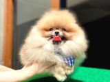 Küçük Boy Pomeranian Yavrularımız