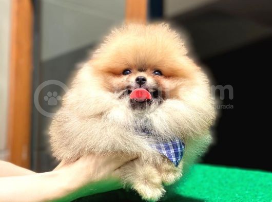 Küçük Boy Pomeranian Yavrularımız