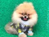 Safkan Pomeranian Boo Yavrularımız