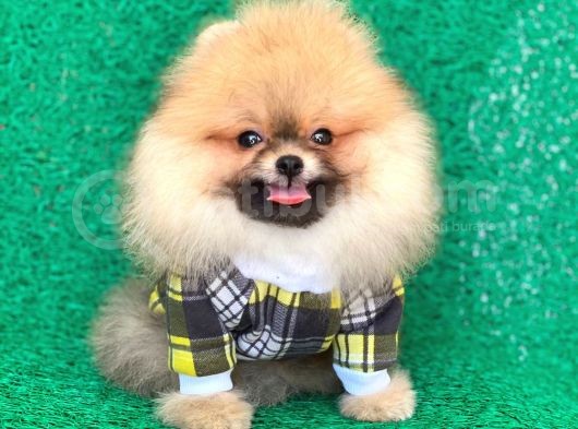 Safkan Pomeranian Boo Yavrularımız görsel
