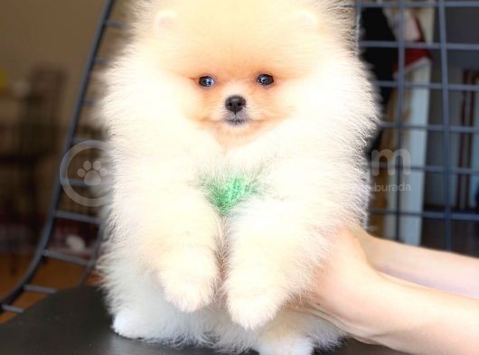 Safkan Pomeranian Boo Yavrularımız görsel