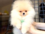 Safkan Pomeranian Boo Yavrularımız