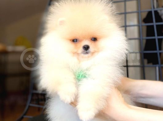 Safkan Pomeranian Boo Yavrularımız görsel