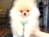 Safkan Pomeranian Boo Yavrularımız