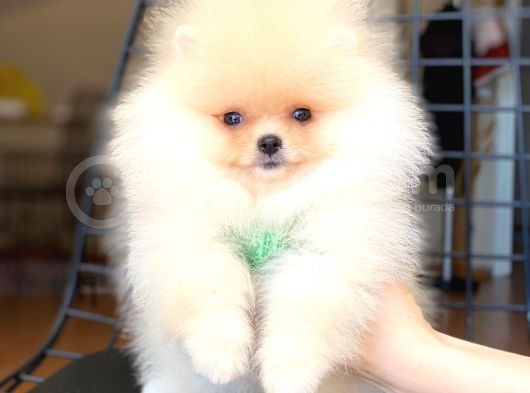 Safkan Pomeranian Boo Yavrularımız görsel