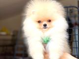 Safkan Pomeranian Boo Yavrularımız