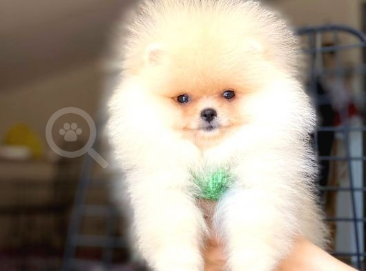 Safkan Pomeranian Boo Yavrularımız görsel
