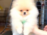 Safkan Pomeranian Boo Yavrularımız