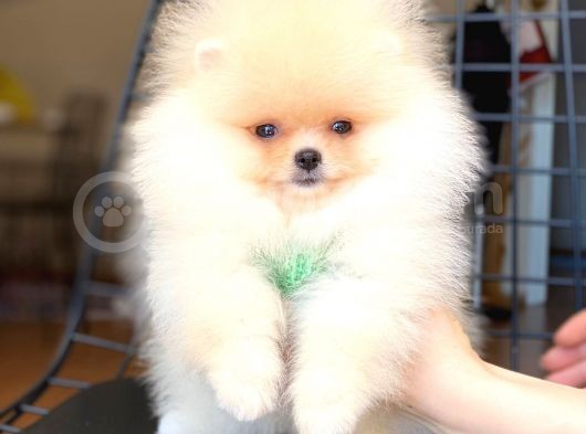 Safkan Pomeranian Boo Yavrularımız görsel