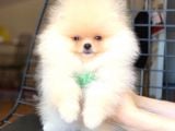 Safkan Pomeranian Boo Yavrularımız