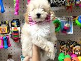 Sevimli Apricot Toy Poodle Yavrularımız