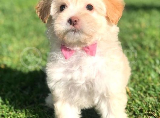Apricot Maltipoo Dişi Yavrularımız görsel