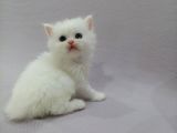 A Kalite Orijinal Safkan Oğlumuz