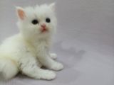 Nadir Bulunan İran Dollface Oğlumuz