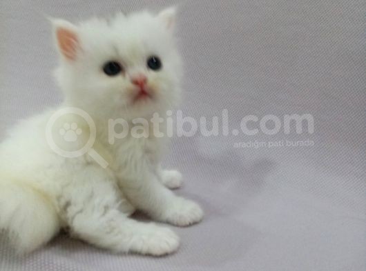 Nadir Bulunan İran Dollface Oğlumuz görsel