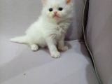 Nadir Bulunan İran Dollface Oğlumuz