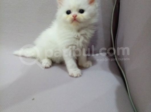 Nadir Bulunan İran Dollface Oğlumuz