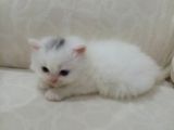 A Kalite Orijinal Safkan Oğlumuz
