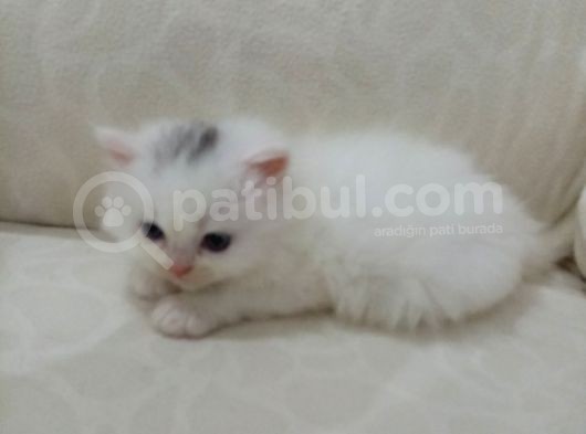 A Kalite Orijinal Safkan Oğlumuz görsel