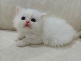 A kalite Orijinal Safkan Oğlumuz