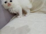 Safkan Irklara Sahip Kızımız İran Dollface Cinsi