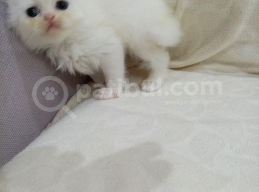 Safkan Irklara Sahip Kızımız İran Dollface Cinsi