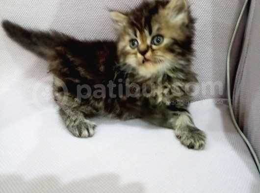 Kahverengi İran Dollface Irkı Oğlumuz görsel