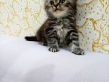 Kahverengi İran Dollface Irkı Oğlumuz