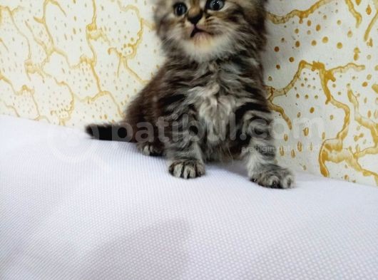 Kahverengi İran Dollface Irkı Oğlumuz