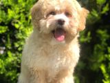 Apricot Maltipoo Dişi Yavrularımız
