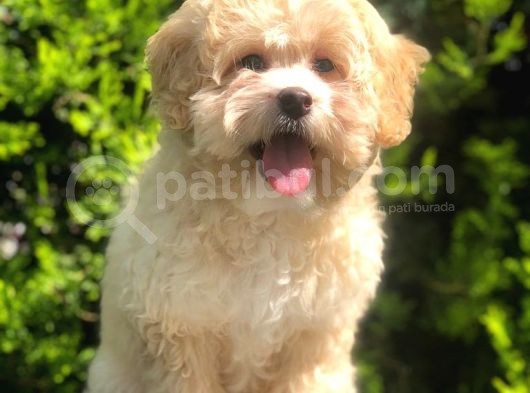 Apricot Maltipoo Dişi Yavrularımız görsel