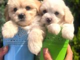 Light Apricot Maltipoo Erkek Yavrularımız