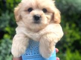 Light Apricot Maltipoo Erkek Yavrularımız