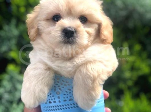 Light Apricot Maltipoo Erkek Yavrularımız görsel