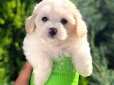 Light Apricot Maltipoo Erkek Yavrularımız