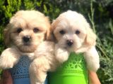 Light Apricot Maltipoo Erkek Yavrularımız