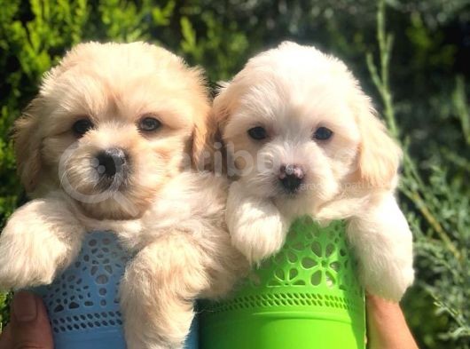 Light Apricot Maltipoo Erkek Yavrularımız