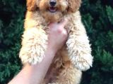 Apricot Maltipoo Dişi Yavrularımız